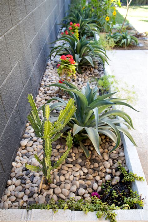 Desert Plants For Landscaping