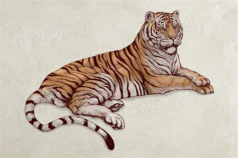 Hand Drawn Lying Tiger Illustration Premium Psd Rawpixel