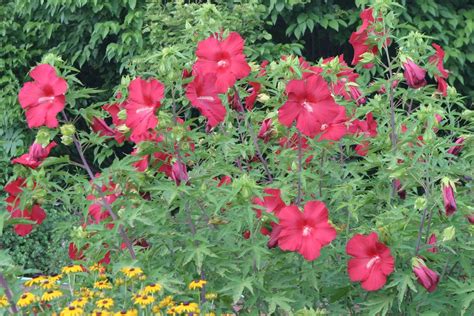 Hibiscus252c2blord2bbaltimore2b7 14 11 1600×1067 Hibiscus Plant Pink Perennials Plants