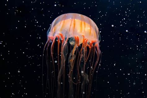 Spiritual Meaning Of Jellyfish Symbolism Jellyfish Dream Meaning