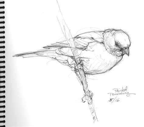 Bird Du Jour – Drawing The Motmot