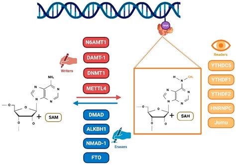 Ijms Free Full Text Emerging Roles For Dna 6ma And Rna M6a