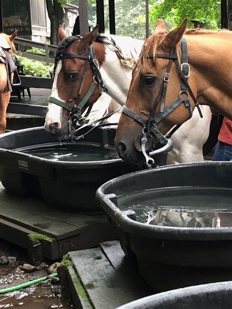 Photo Gallery - Saddle Up Stables