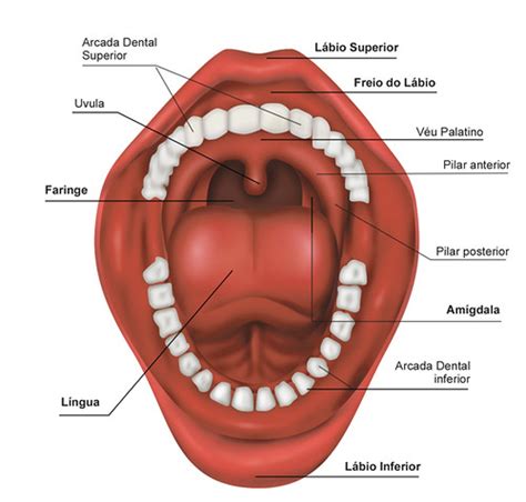 Parte Interna Da Boca - Anatomia da boca | Caio Martinelli | Flickr