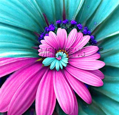 Miracle Daisy Rare Flower Seeds Free Shipping Worldwide