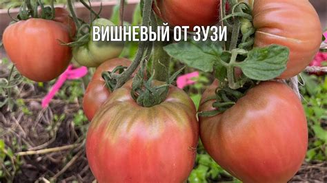 Вкусная дегустация томатов. Новые сорта, новые впечатления. - YouTube