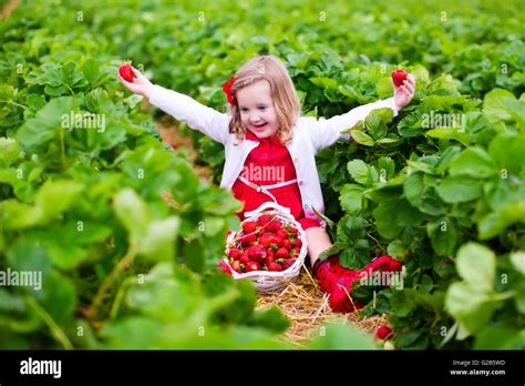 Niño Recogiendo Fresas Los Niños Adquieren Frutas Frescas Orgánicas En