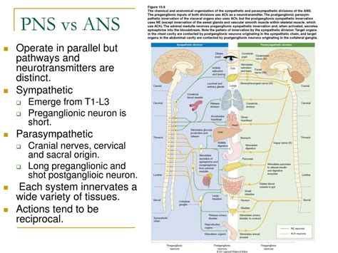 Ppt The Brain And Behavior Powerpoint Presentation Free Download