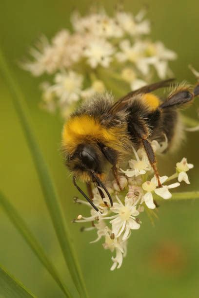 430 White Tailed Bumble Bees Stock Photos Pictures And Royalty Free