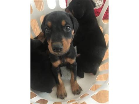 7 weeks old Doberman Pinscher Puppies up for adoption Las Vegas - Puppies for Sale Near Me