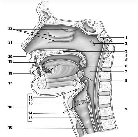 Upper Respiratory Diagram Quizlet