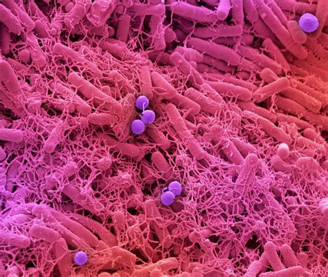 Microbiome Photograph By Steve Gschmeissnerscience Photo Library Fine Art America