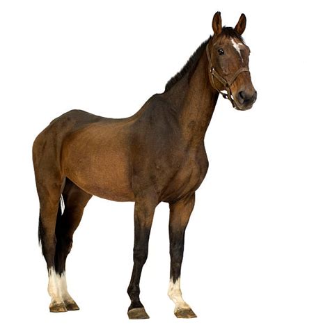 Cheval Fond Blanc - Photos et Images Libres de Droits - iStock