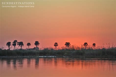 Xobega Island Camp Okavango Deltas Remote Paradise