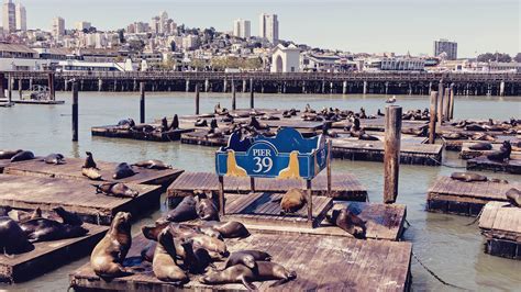 Which Is Better Pier 39 Or Fisherman's Wharf? – Road Topic