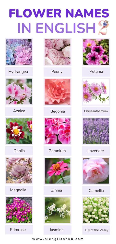 59 Pretty Flower Names In English With Pictures And Meanings Hi