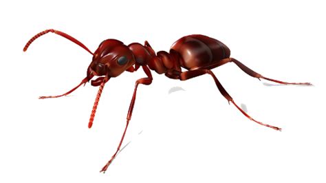 Red Ant Png Transparent Hd Photo Png Mart