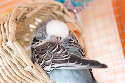 Why Avian Veterinarians are so Important – Feather Beautiful