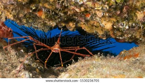 Prawns Their Habitat Made Macro Stock Photo 1530236705 Shutterstock