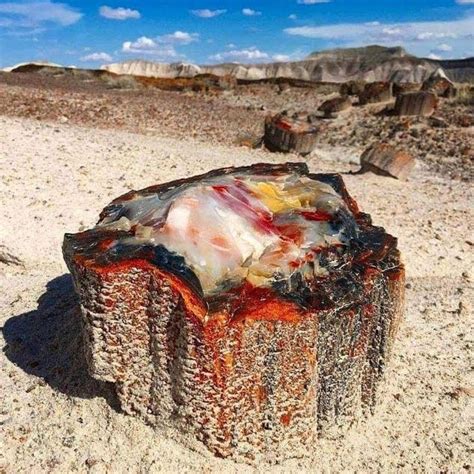 A Photo Of Petrified Wood In Arizona Went Viral And It Only Took 225