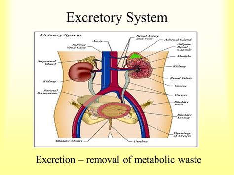 Excretory System Class 10 - CBSE Class Notes Online - Classnotes123