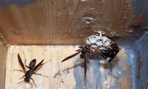 Paper Wasp Trap