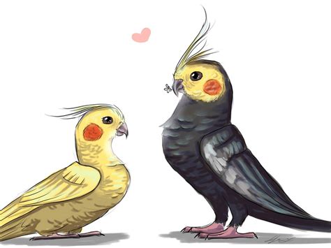 Cute Parrot Drawing At Explore Collection Of Cute