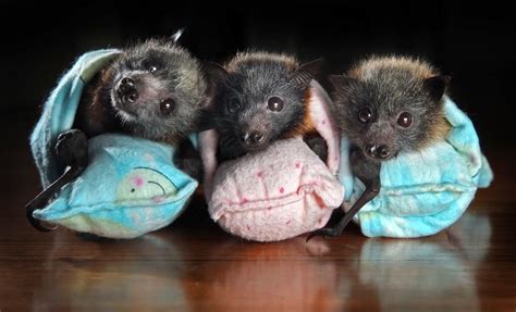 Orphaned baby bats at Tolga Bat Hospital require … - Awwducational - Reddit