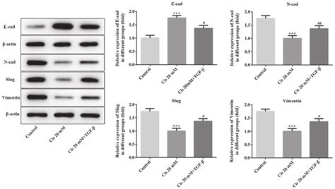 Protein Expression Levels Of E Cadherin N Cadherin Slug And Vimentin