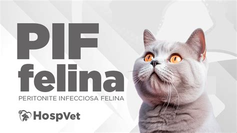 O Que É Pif Em Gatos - Peritonite Infecciosa Felina (PIF)