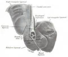 Gross Spring Equine And Ruminant Liver And Stomach Mt Flashcards