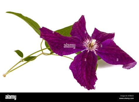 Purple Clematis Flower Isolated On White Background Stock Photo Alamy