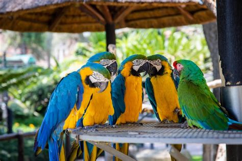 Tutores optam cada dia mais pelos animais não convencionais Mas poucos