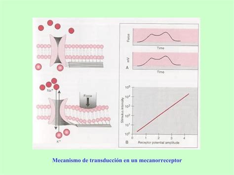 Receptores Sensoriales Ppt