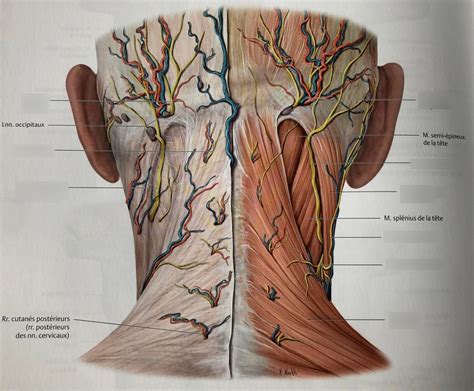 Innervations Tete Et Cou Diagram Quizlet