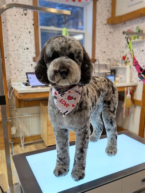 Groomers Uplifting Groomers | I just wanted to share the coloring of