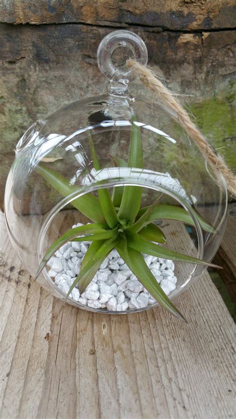 Glass Globe Small Contemporary 1 Plant | Key Essentials