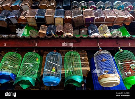 Pramuka Vogelmarkt Jakarta Fotos Und Bildmaterial In Hoher Aufl Sung