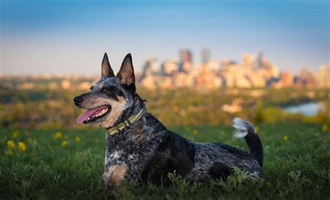 The Ultimate Guide To The Blue Heeler VS Red Heeler Debate