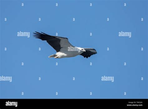 White Bellied Sea Eagle Haliaeetus Leucogaster Stock Photo Alamy