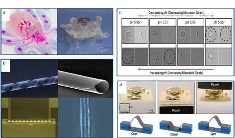 Figure From Bio Inspired Soft Robotics Material Selection Actuation