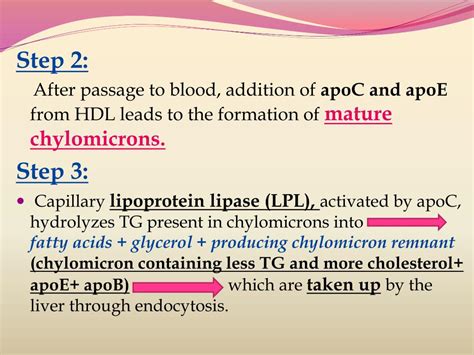 Ppt Lipoprotein Metabolism And Disorders Powerpoint Presentation