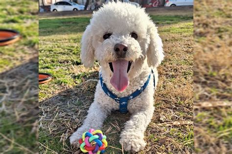 De Julio Por Qu Se Celebra El D A Mundial Del Perro