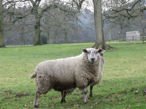 sheep  field  stock photo public domain pictures