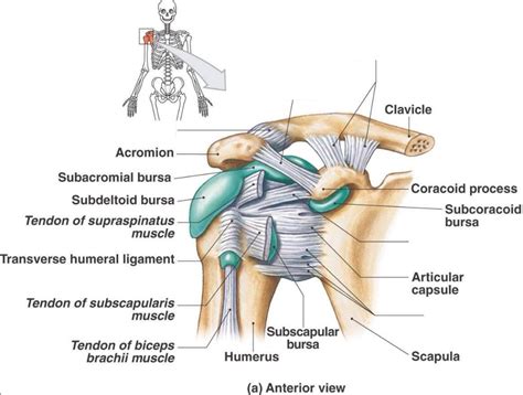 Shoulder Joint Glenohumeral Right Diagram Quizlet