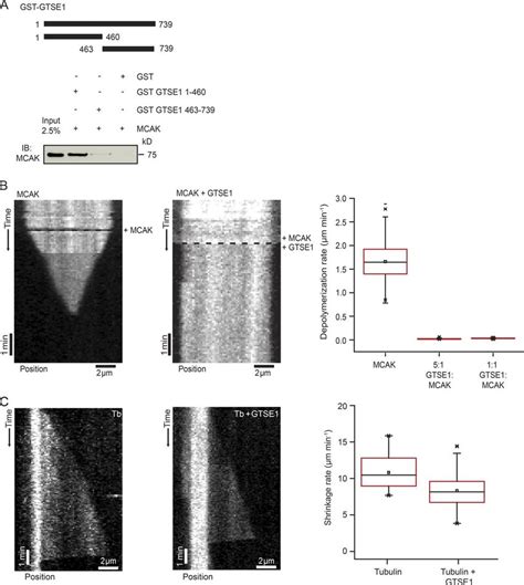 GTSE1 Interacts Directly With MCAK And Inhibits Its MT Depolymerase