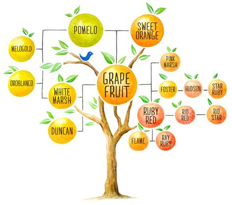 Family tree: Evolution of America’s great grapefruit