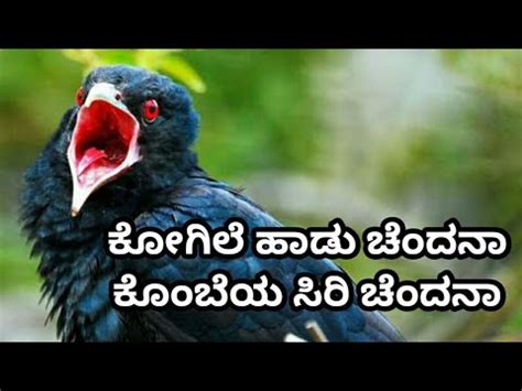 Kannada Songs Kogile Haadu Chandana Kannada Whatsapp Status Videos