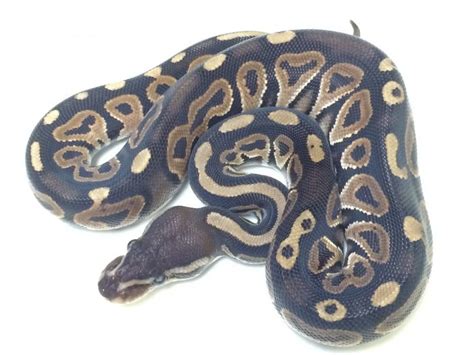 Cinnamon Ball Python For Sale With Live Arrival Guarantee - XYZReptiles