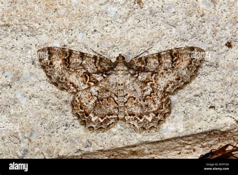 A Tulip Tree Beauty Moth Epimecis Hortaria At Rest On A Travertine